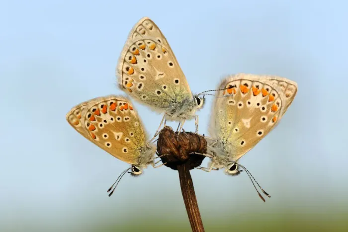 Framed Print : Common Blue (Polyommatus icarus) butterflies sunning, Noord-Holland, The Netherlands Framed Print : Common Blue (Polyommatus icarus) butterflies sunning, Noord-Holland, The Netherlands