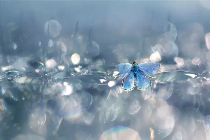 Framed Print : Common Blue (Polyommatus icarus) butterfly against a background with bokeh, The Netherlands Framed Print : Common Blue (Polyommatus icarus) butterfly against a background with bokeh, The Netherlands
