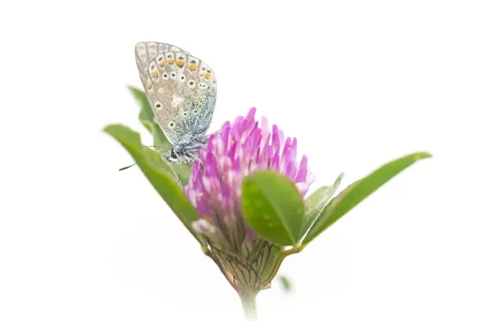 Framed Print : Common Blue (Polyommatus icarus) resting on Papaveraceae, Noord-Holland, the Netherlands