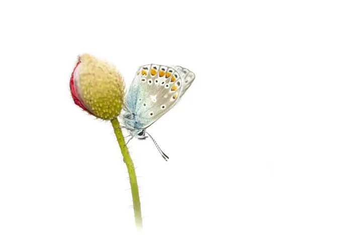 Framed Print : Common Blue (Polyommatus icarus) resting on an unidentified Papaveraceae, Noord-Holland Framed Print : Common Blue (Polyommatus icarus) resting on an unidentified Papaveraceae, Noord-Holland