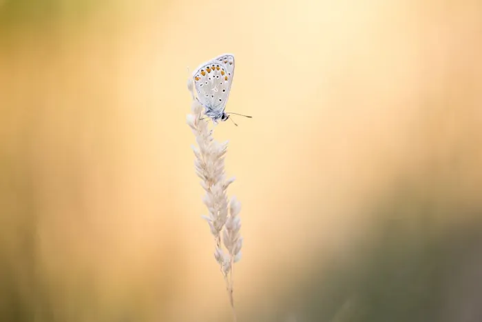 Framed Print : Common Blue (Polyommatus icarus) on seedhead at sunset, Zeeland, The Netherlands Framed Print : Common Blue (Polyommatus icarus) on seedhead at sunset, Zeeland, The Netherlands