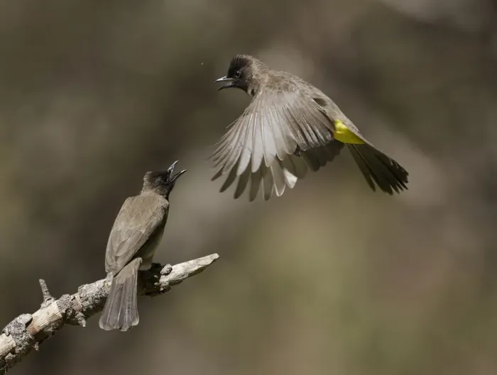 Framed Print : Common Bulbul (Pycnonotus barbatus), Chobe, Botswana Framed Print : Common Bulbul (Pycnonotus barbatus), Chobe, Botswana