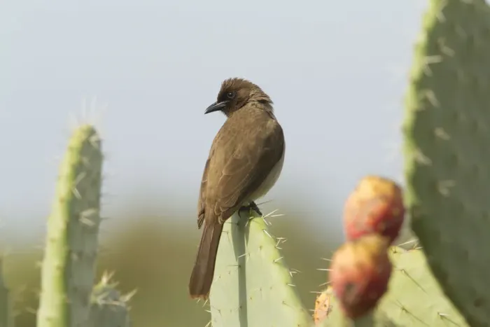 Framed Print : Common Bulbul (Pycnonotus barbatus), Morocco Framed Print : Common Bulbul (Pycnonotus barbatus), Morocco
