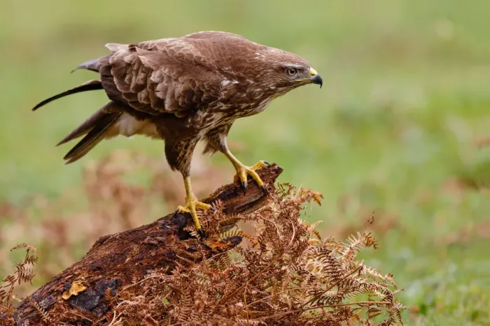 Framed Print : Common Buzzard (Buteo buteo), Asturias, Spain Framed Print : Common Buzzard (Buteo buteo), Asturias, Spain