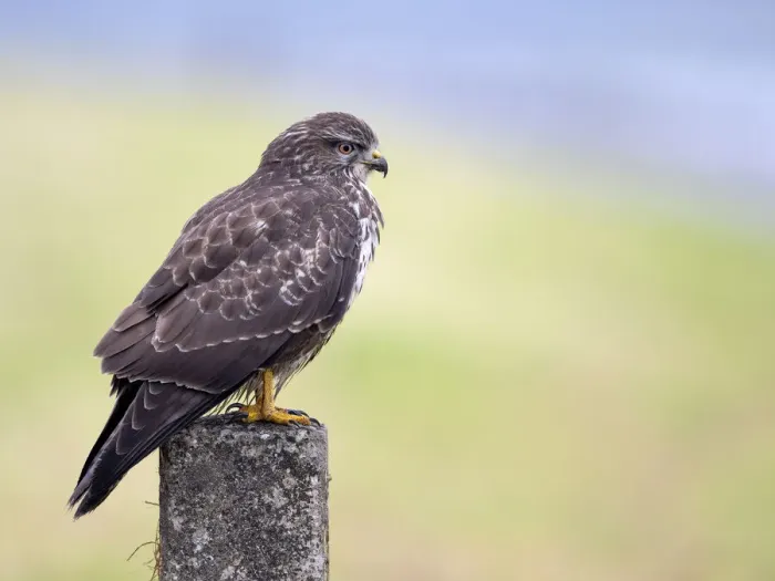 Framed Print : Common Buzzard (Buteo Buteo) looking around for food, Dronten, Flevoland, the Netherlands Framed Print : Common Buzzard (Buteo Buteo) looking around for food, Dronten, Flevoland, the Netherlands