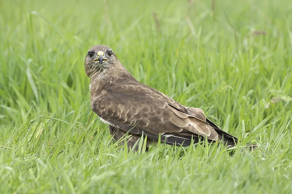 Common Buzzard (Buteo buteo) in a meadow, Noord-Brabant, The Netherlands