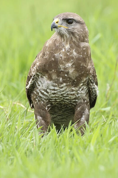 Common Buzzard (Buteo buteo) in a meadow, Noord-Brabant, The Netherlands
