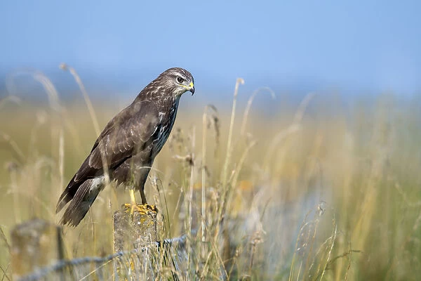 Common Buzzard (Buteo buteo) perched on a stone fence post and hunting, Roggebotzand
