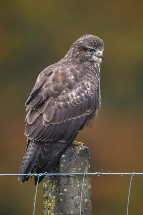 Framed Print : Common Buzzard (Buteo Buteo) perched on a stone fencepost during autumn, Roggebotzand Framed Print : Common Buzzard (Buteo Buteo) perched on a stone fencepost during autumn, Roggebotzand