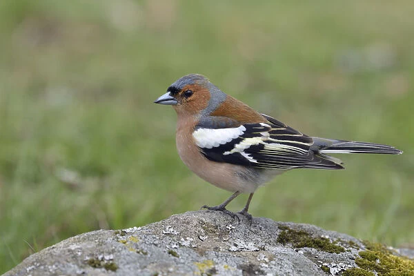 Common Chaffinch (Fringilla coelebs) male perched on a stone, Sweden