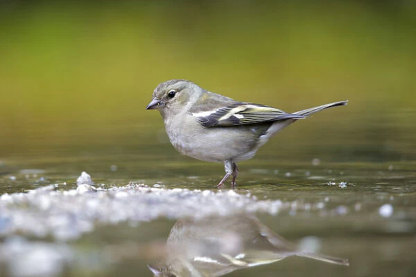 Common Chaffinch (Fringilla coelebs) female about to take a bath, Noord-Brabant, The Netherlands