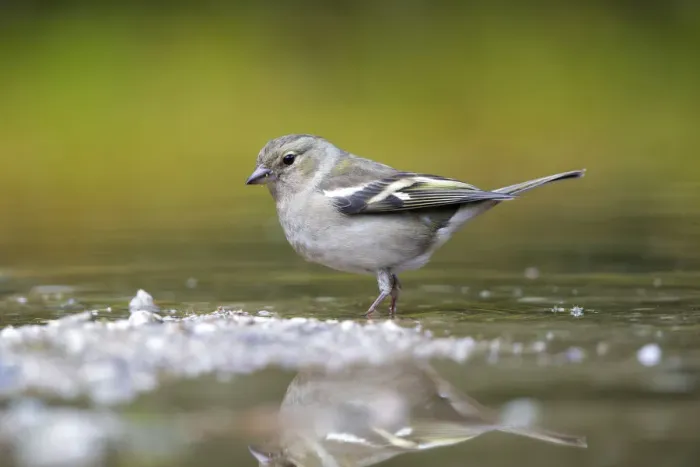 Framed Print : Common Chaffinch (Fringilla coelebs) female about to take a bath, Noord-Brabant, The Netherlands Framed Print : Common Chaffinch (Fringilla coelebs) female about to take a bath, Noord-Brabant, The Netherlands