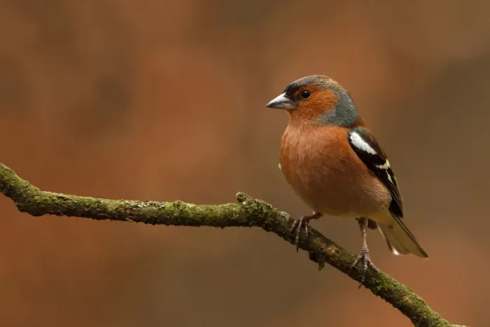 Framed Print : Common Chaffinch (Fringilla coelebs) male, Utrecht, The Netherlands