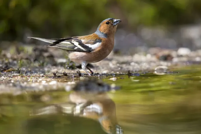 Framed Print : Common Chaffinch (Fringilla coelebs) male drinking, The Netherlands Framed Print : Common Chaffinch (Fringilla coelebs) male drinking, The Netherlands