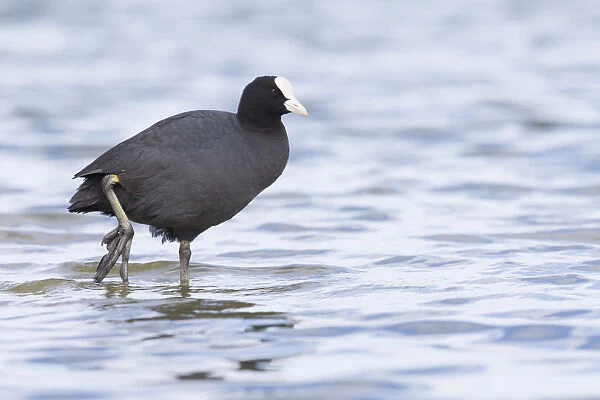 Common Coot (Fulica atra) swimming in water, The Netherlands, Noord-Holland