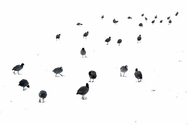 Common Coots (Fulica atra) walking on ice covered with a layer of snow, Park Ekkerswijer, Eindhoven, Noord-Brabant, The Netherlands - Highly Commended in the Nature in Black