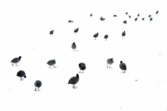 Framed Print : Common Coots (Fulica atra) walking on ice covered with a layer of snow, Park Ekkerswijer, Eindhoven, Noord-Brabant, The Netherlands - Highly Commended in the Nature in Black Framed Print : Common Coots (Fulica atra) walking on ice covered with a layer of snow, Park Ekkerswijer, Eindhoven, Noord-Brabant, The Netherlands - Highly Commended in the Nature in Black