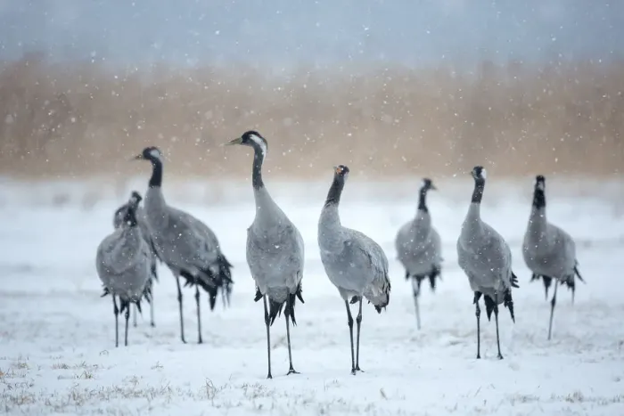 Framed Print : Common Crane (Grus grus) group, Mecklenburg-Western Pomerania, Germany Framed Print : Common Crane (Grus grus) group, Mecklenburg-Western Pomerania, Germany