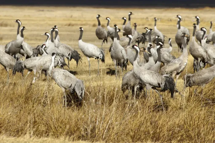 Framed Print : Common Crane (Grus grus), Laguna de Gallocanta, Spain Framed Print : Common Crane (Grus grus), Laguna de Gallocanta, Spain