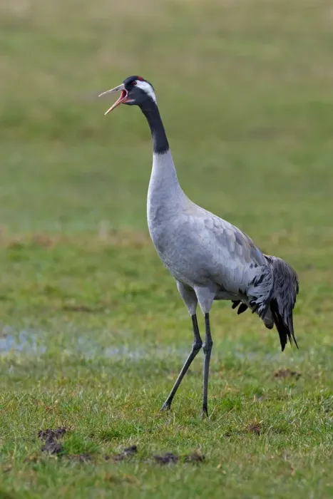 Framed Print : Common Crane (Grus grus), Mecklenburg-Western Pomerania, Germany