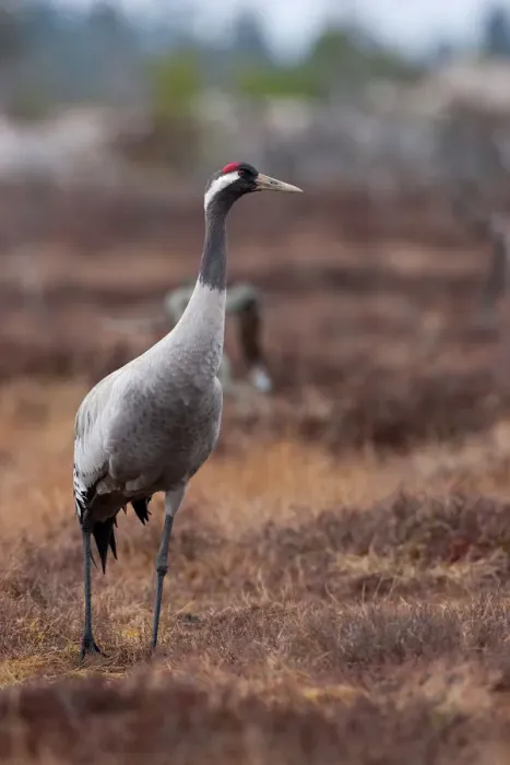 Framed Print : Common Crane (Grus grus), Sweden Framed Print : Common Crane (Grus grus), Sweden