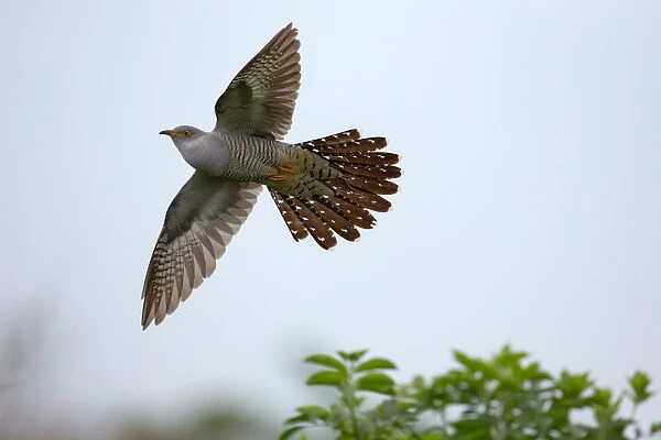 Common Cuckoo (Cuculus canorus) male flying, Saxony, Germany