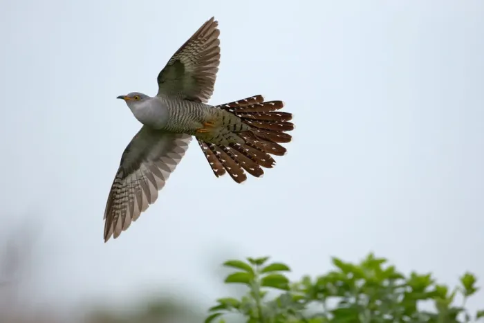 Framed Print : Common Cuckoo (Cuculus canorus) male flying, Saxony, Germany Framed Print : Common Cuckoo (Cuculus canorus) male flying, Saxony, Germany