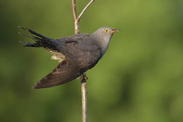 Common Cuckoo (Cuculus canorus) male, Saxony, Germany