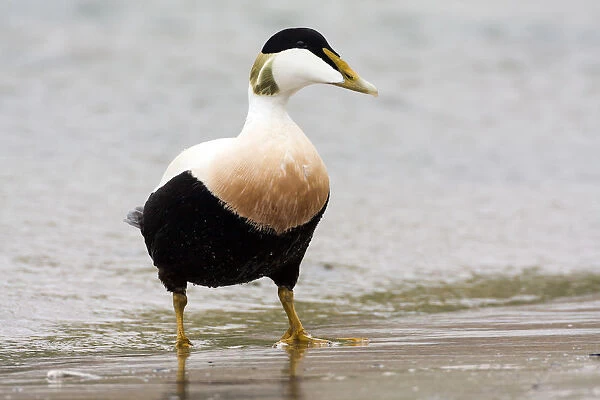 Common Eider (Somateria mollissima) male standing at the shoreline, Seahouses, Northumberland
