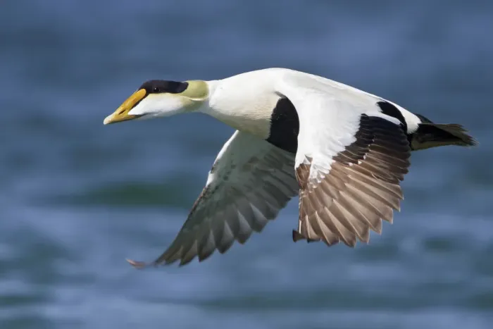 Framed Print : Common Eider (Somateria mollissima) male flying, Manitoba, Canada Framed Print : Common Eider (Somateria mollissima) male flying, Manitoba, Canada