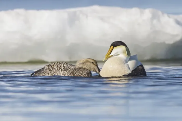 Framed Print : Common Eider (Somateria mollissima) pair on the Hudsons Bay near Churchill, Manitoba Framed Print : Common Eider (Somateria mollissima) pair on the Hudsons Bay near Churchill, Manitoba