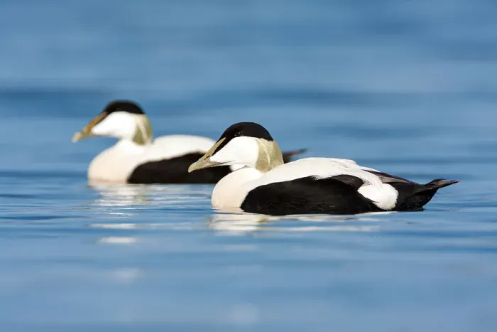 Framed Print : Two Common Eiders (Somateria mollissima) males swimming, northumberland, United Kingdom Framed Print : Two Common Eiders (Somateria mollissima) males swimming, northumberland, United Kingdom