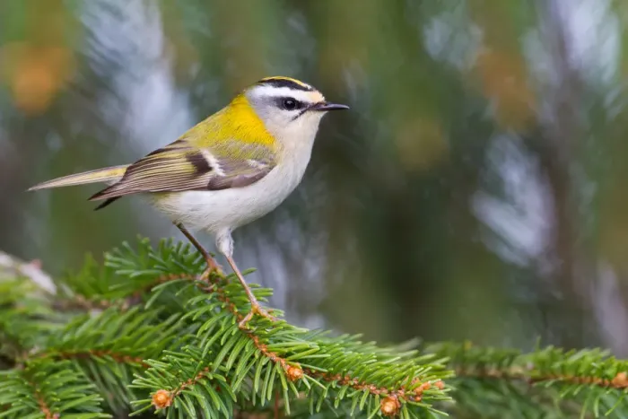 Framed Print : Common Firecrest (Regulus ignicapilla), Baden-Wuerttemberg, Germany Framed Print : Common Firecrest (Regulus ignicapilla), Baden-Wuerttemberg, Germany