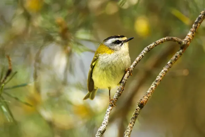 Framed Print : Common Firecrest (Regulus ignicapilla), Avila, Spain Framed Print : Common Firecrest (Regulus ignicapilla), Avila, Spain