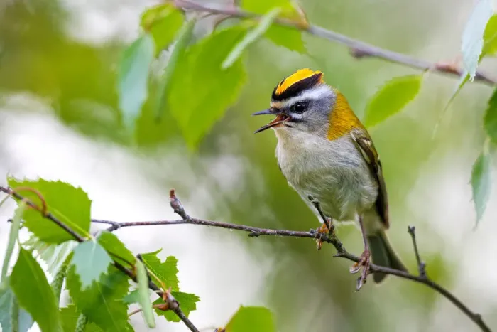 Framed Print : Common Firecrest (Regulus ignicapilla) singing, Asturias, Spain Framed Print : Common Firecrest (Regulus ignicapilla) singing, Asturias, Spain