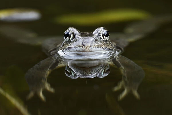 Common Frog (Rana temporaria) floating in pond, Bursfelde, Lower Saxony, Germany