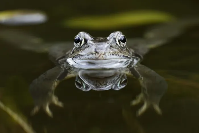 Framed Print : Common Frog (Rana temporaria) floating in pond, Bursfelde, Lower Saxony, Germany Framed Print : Common Frog (Rana temporaria) floating in pond, Bursfelde, Lower Saxony, Germany