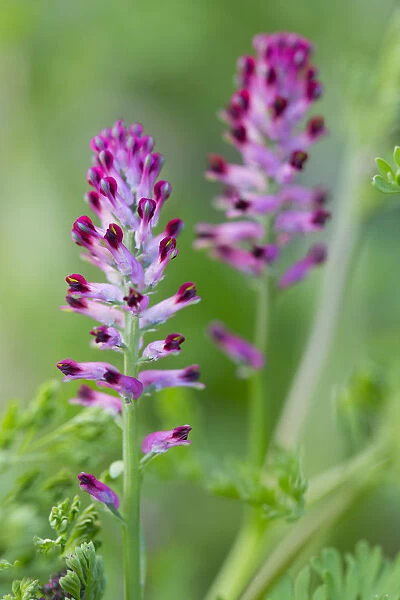 Common Fumitory (Fumaria officinalis) flowering, The Netherlands, Noord-Holland