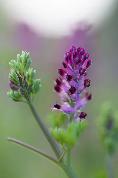 Common Fumitory (Fumaria officinalis) flowering, The Netherlands, Noord-Holland
