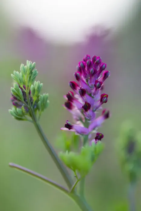Framed Print : Common Fumitory (Fumaria officinalis) flowering, The Netherlands, Noord-Holland Framed Print : Common Fumitory (Fumaria officinalis) flowering, The Netherlands, Noord-Holland