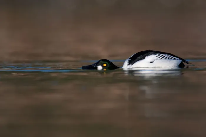 Framed Print : Common Goldeneye (Bucephala clangula) male, British Columbia, Canada Framed Print : Common Goldeneye (Bucephala clangula) male, British Columbia, Canada