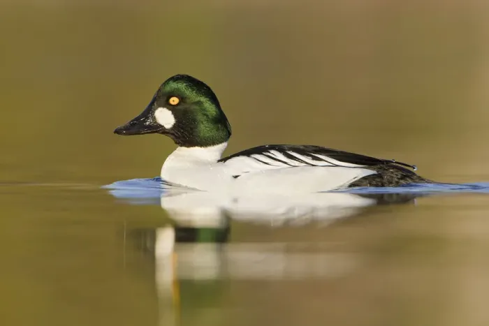 Framed Print : Common Goldeneye (Bucephala clangula) male, British Columbia, Canada Framed Print : Common Goldeneye (Bucephala clangula) male, British Columbia, Canada