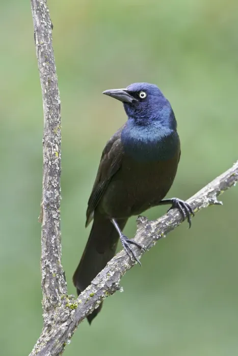 Framed Print : Common Grackle (Quiscalus quiscula), Ontario, Canada Framed Print : Common Grackle (Quiscalus quiscula), Ontario, Canada