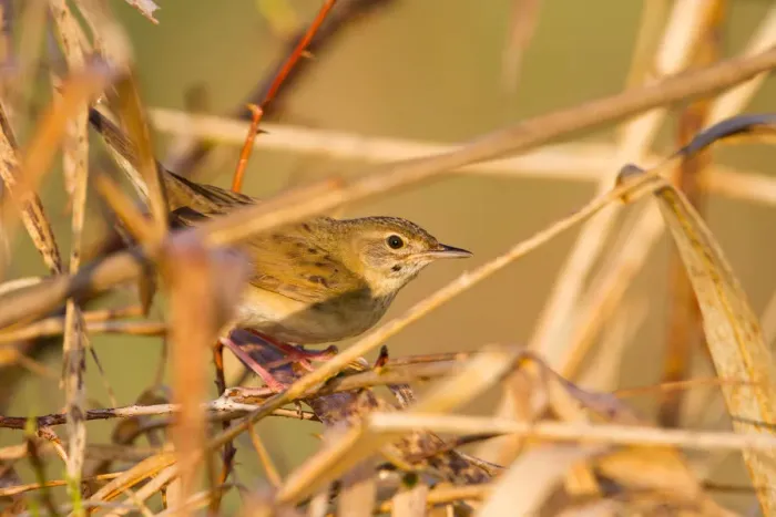 Framed Print : Common Grasshopper Warbler (Locustella naevia), Baden-Wuerttemberg, Germany Framed Print : Common Grasshopper Warbler (Locustella naevia), Baden-Wuerttemberg, Germany