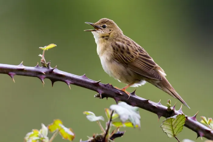 Framed Print : Common Grasshopper Warbler (Locustella naevia) singing, Asturias, Spain Framed Print : Common Grasshopper Warbler (Locustella naevia) singing, Asturias, Spain