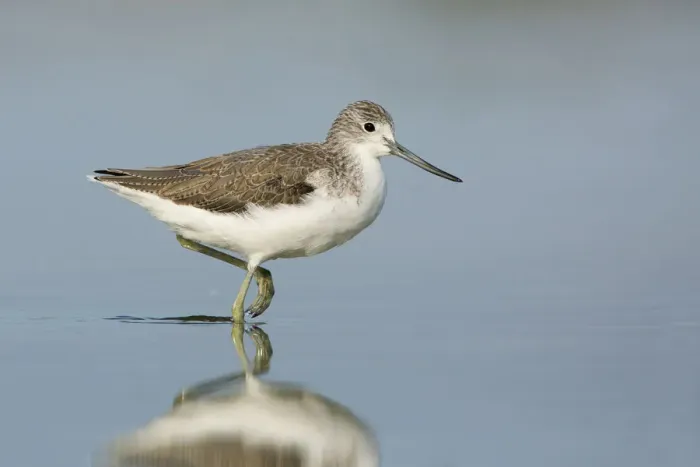 Framed Print : Common Greenshank (Tringa nebularia), Victoria, Australia Framed Print : Common Greenshank (Tringa nebularia), Victoria, Australia