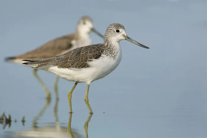 Framed Print : Common Greenshank (Tringa nebularia), Victoria, Australia Framed Print : Common Greenshank (Tringa nebularia), Victoria, Australia
