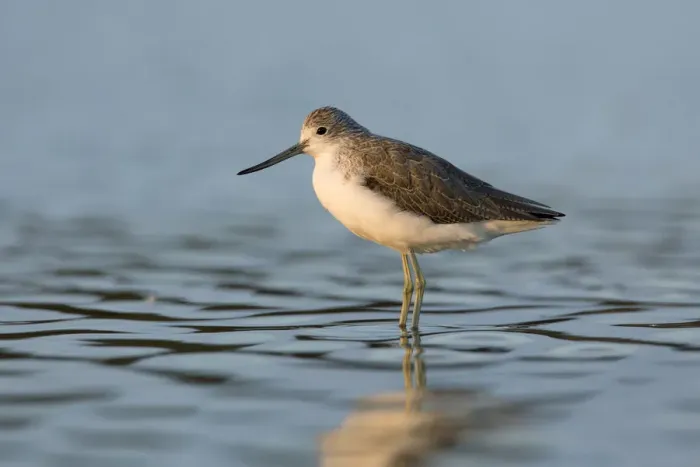 Framed Print : Common Greenshank (Tringa nebularia), Victoria, Australia Framed Print : Common Greenshank (Tringa nebularia), Victoria, Australia