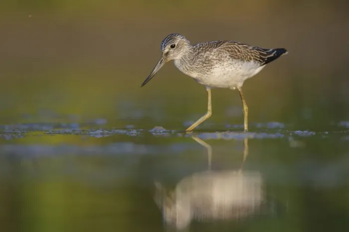 Framed Print : Common Greenshank (Tringa nebularia), Thuringia, Germany Framed Print : Common Greenshank (Tringa nebularia), Thuringia, Germany