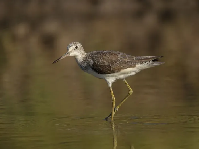 Framed Print : Common Greenshank (Tringa nebularia) foraging, Gambia Framed Print : Common Greenshank (Tringa nebularia) foraging, Gambia
